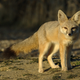 Illustration for article titled Wednesday Woof - Vulpes macrotis Edition